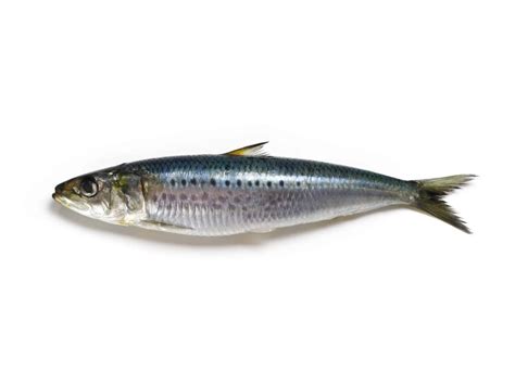picture of sardine fish|Sardine Fish Photos and Premium High Res Pictures .